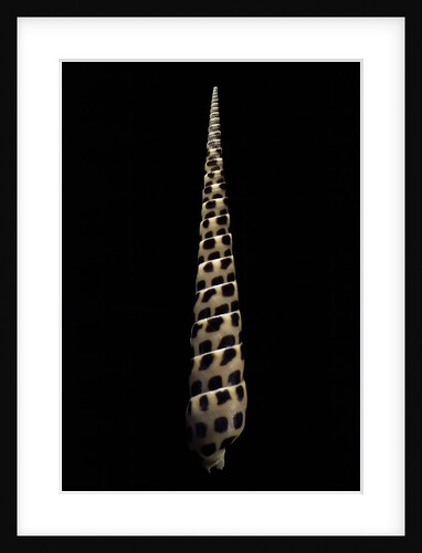 Terebra subulata by Anonymous