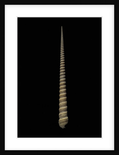 Terebra triseriata by Anonymous