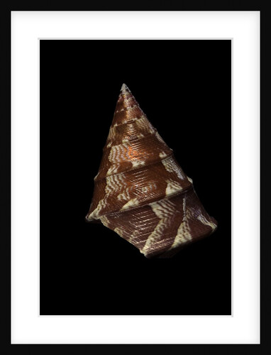 Thalotia chlorostoma by Anonymous