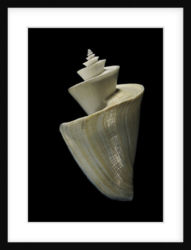 Thatcheria mirabilis by Anonymous