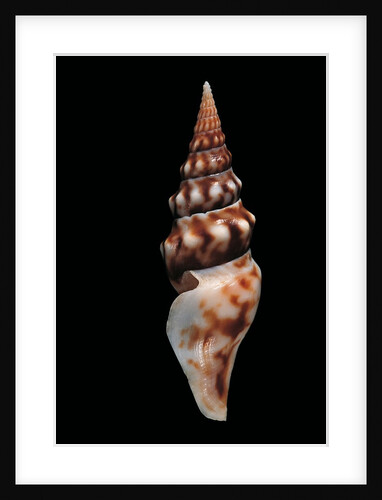 Tiariturris spectabilis by Anonymous