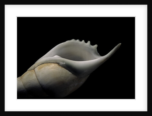 Tibia curta by Anonymous
