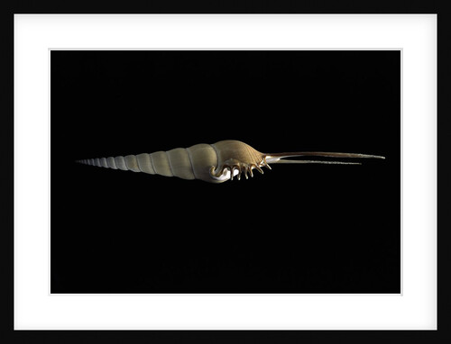 Tibia fusus by Anonymous
