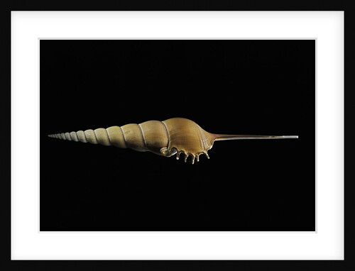 Tibia fusus by Anonymous
