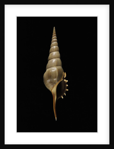 Tibia fusus melanocheilus by Anonymous