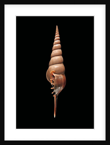 Tibia fusus melanocheilus by Anonymous