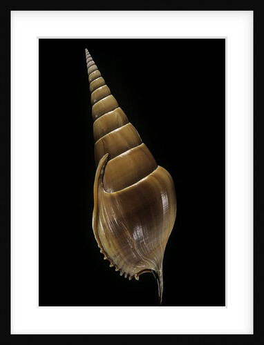 Tibia insulaechorab by Anonymous