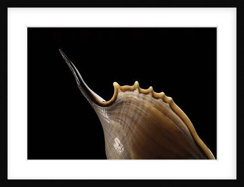 Tibia insulaechorab by Anonymous