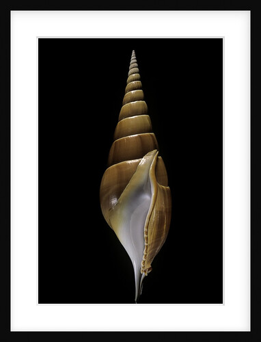 Tibia insulaechorab by Anonymous