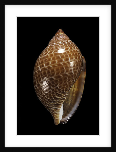 Tonna perdix by Anonymous