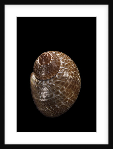 Tonna perdix by Anonymous