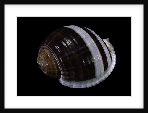 Tonna sulcosa by Anonymous