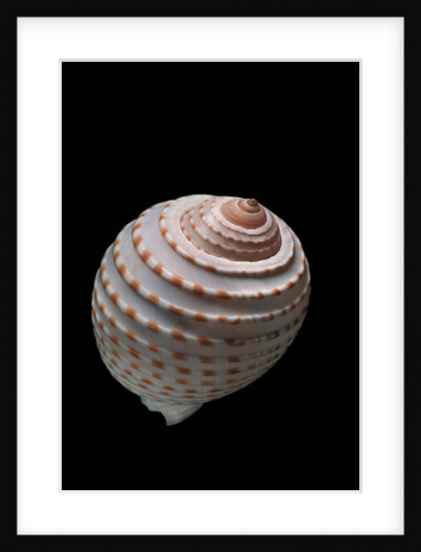 Tonna tessellata by Anonymous