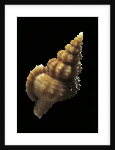 Trajana perideris by Anonymous