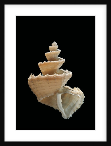 Trigonostoma pellucida by Anonymous