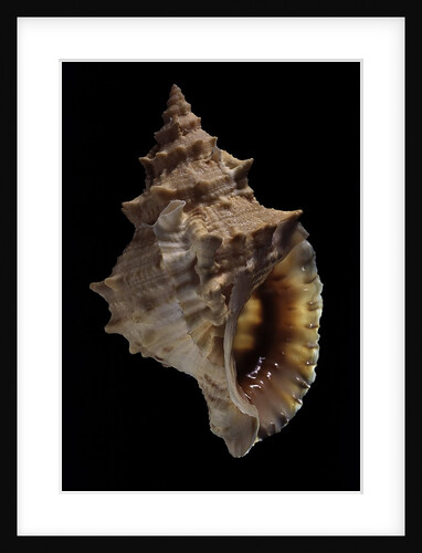 Tritonium bufo by Anonymous