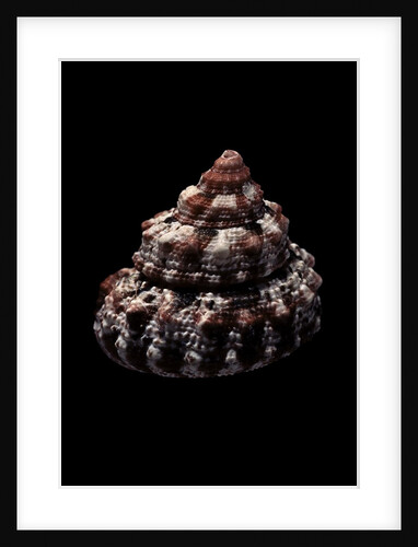 Trochus ferreirai by Anonymous