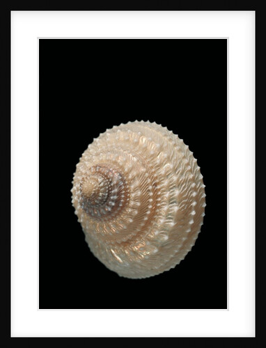 Trochus glyptus by Anonymous