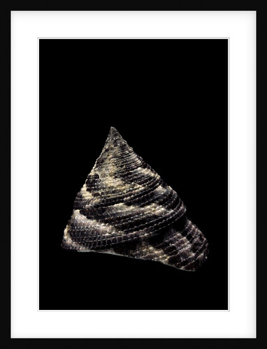 Trochus maculatus by Anonymous
