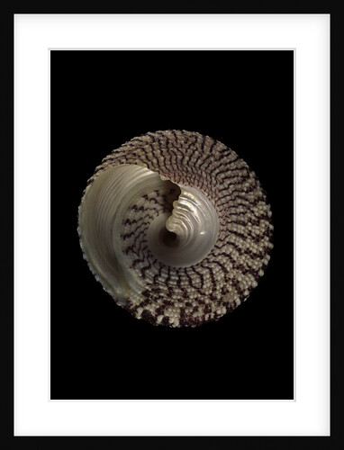Trochus maculatus by Anonymous