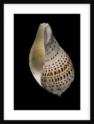 Turbinella pyrum by Anonymous