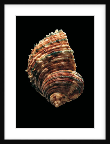 Turbo argyrostomus by Anonymous