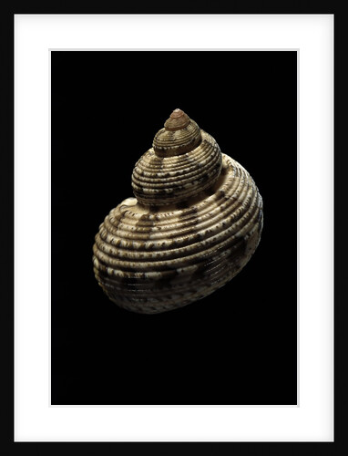 Turbo canaliculatus by Anonymous