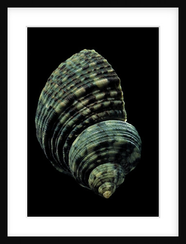 Turbo chrysostomus by Anonymous