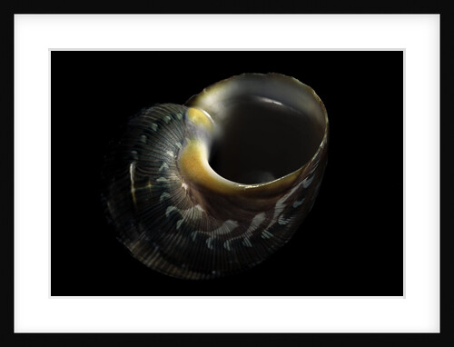 Turbo petholatus by Anonymous