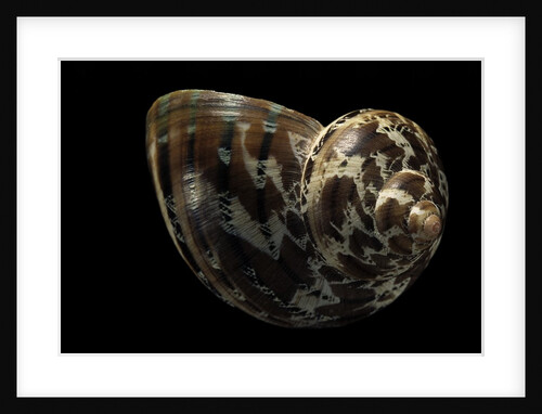 Turbo petholatus by Anonymous