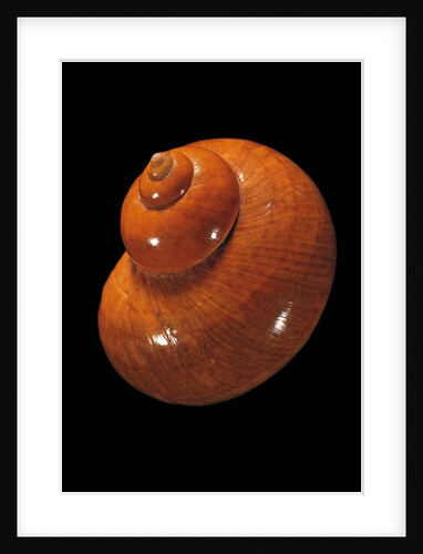 Turbo petholatus by Anonymous