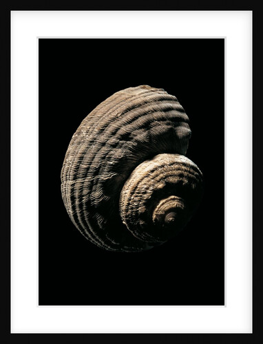 Turbo torquatus by Anonymous