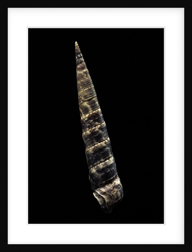 Turritella goniostoma by Anonymous