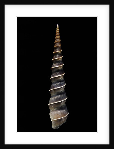 Turritella terebra by Anonymous