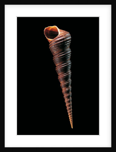 Turritella terebra by Anonymous