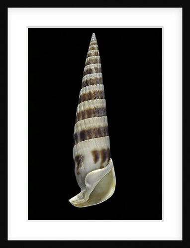 Vertagus fasciatus by Anonymous