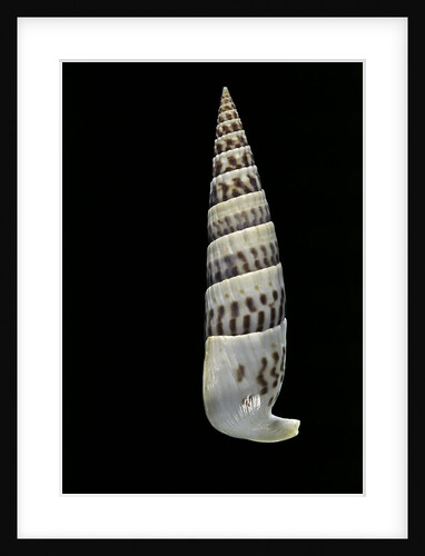 Vertagus fasciatus by Anonymous