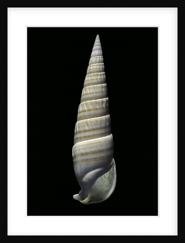 Vertagus fasciatus by Anonymous