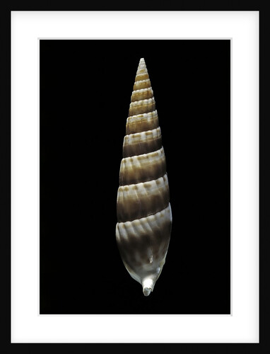 Vertagus fasciatus by Anonymous