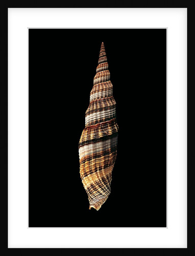 Vexillum citrinum by Anonymous