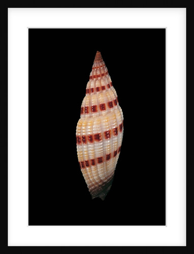 Vexillum sanguisugum by Anonymous