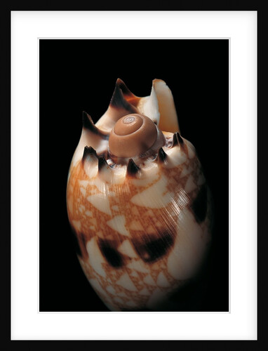 Voluta georginae by Anonymous