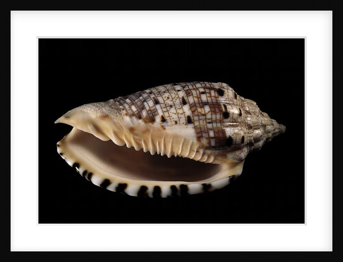 Voluta polypleura kotorai by Anonymous