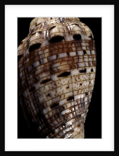Voluta polypleura kotorai by Anonymous