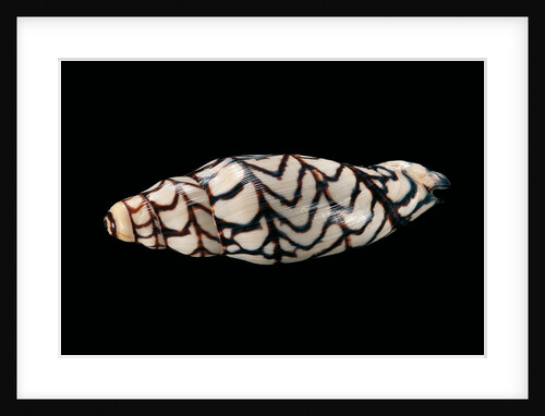 Volutoconus bednalli by Anonymous