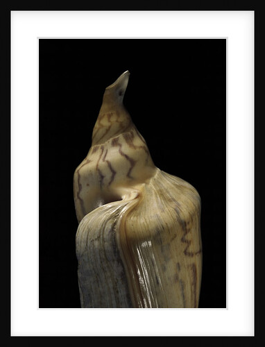 Zidona dufresnei by Anonymous