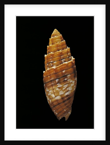 Mitra puncticulata by Anonymous