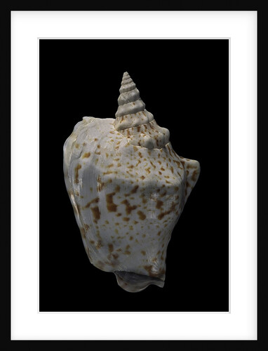 Strombus thersites by Anonymous