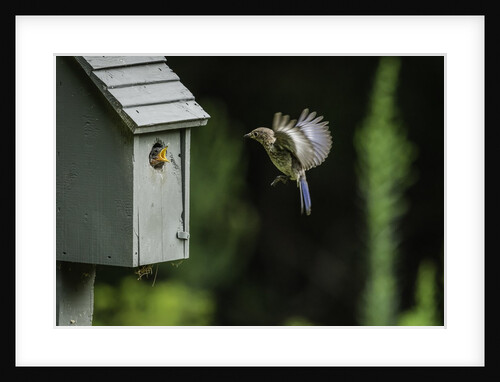 Eastern Bluebird by Anonymous
