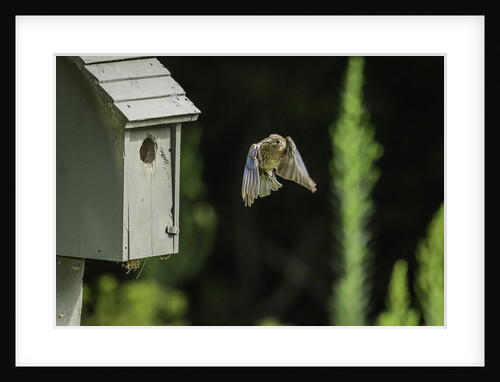 Eastern Bluebird by Anonymous